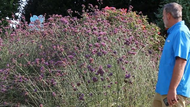 Tall verbena (Verbena bonariensis) - Plant Identification смотреть онлайн