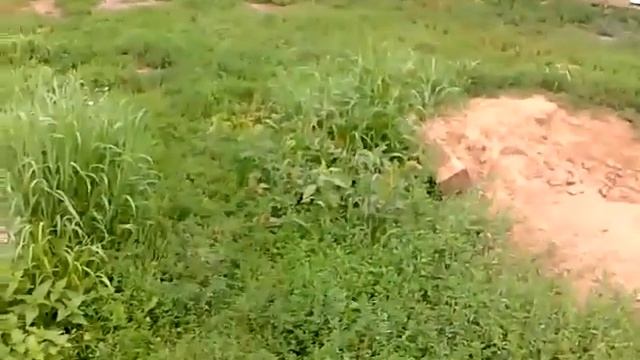 Курица которая каждый день вылетает из выгула и несёт яйцо прямо во дворе. смотреть онлайн