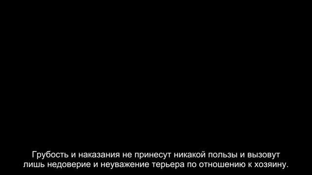 Ирландский терьер смотреть онлайн