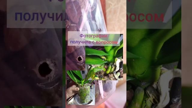 вспышка зелёной водоросли в горшке как с ней бороться смотреть онлайн