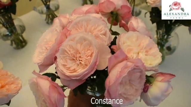 Constance™ (Austruss) Garden Rose смотреть онлайн