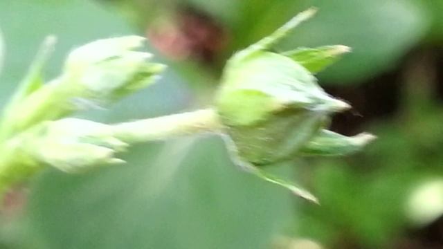 Цветение земляники смотреть онлайн