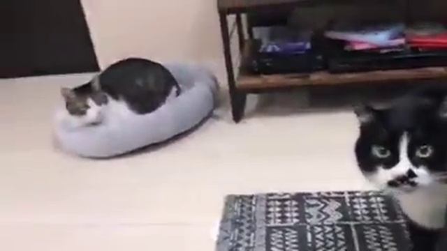 Котэ из Японии поёт грузинскую песню... 🐾🎶🎼🎶🐅 смотреть онлайн