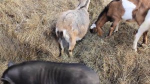 Как правильно забивать козла, чтобы мясо не пахло.