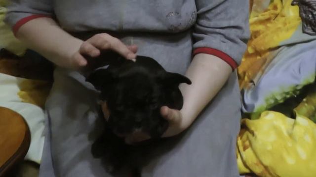 Эммочка девочка шалит (французский бульдог) смотреть онлайн