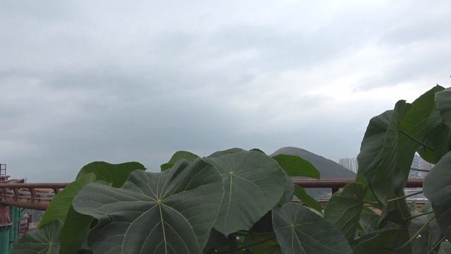 ОГО! КУДА ЗАБРАЛАСЬ МАМА??? Оушен Парк Гонконг/Ocean Park Hong Kong. смотреть онлайн