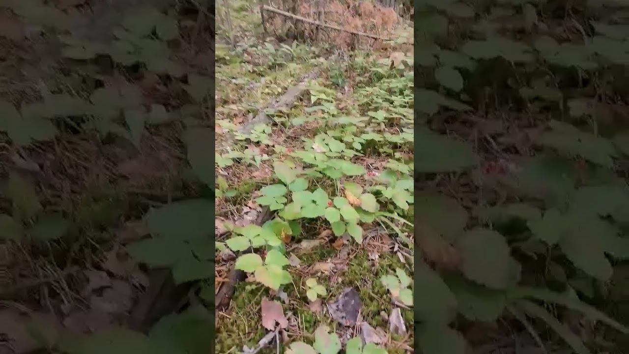 сбор костяники