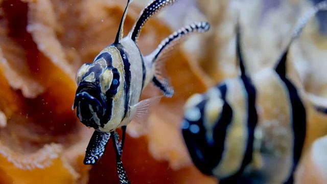 Pleasant, calm music against the backdrop of marine flora and fauna. Nice, calm music. смотреть онлайн