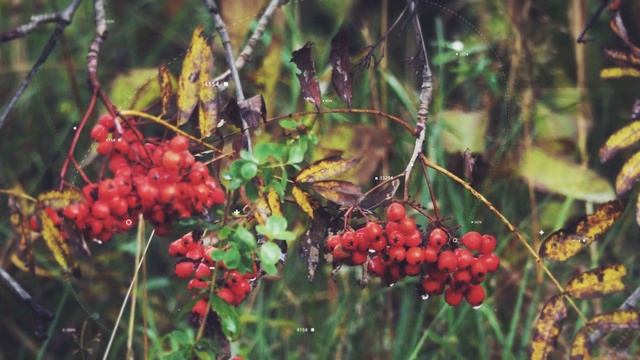 ДОРОГА С ОПАВШИМ ЗОЛОТОМ стих со смыслом . Читает автор Владимир Соколов смотреть онлайн