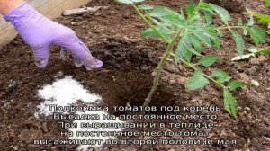 Томат Бенито