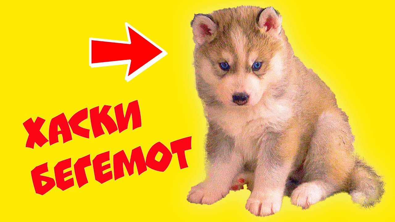 ЩЕНКИ БУБЛИКА БУДУТ ЖИТЬ С НАМИ!! (Хаски Бандит) Говорящая собака смотреть онлайн