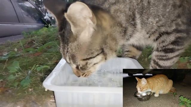 Feline Activities Oct. 4,2023(part 7202: KAMI etc.,) смотреть онлайн