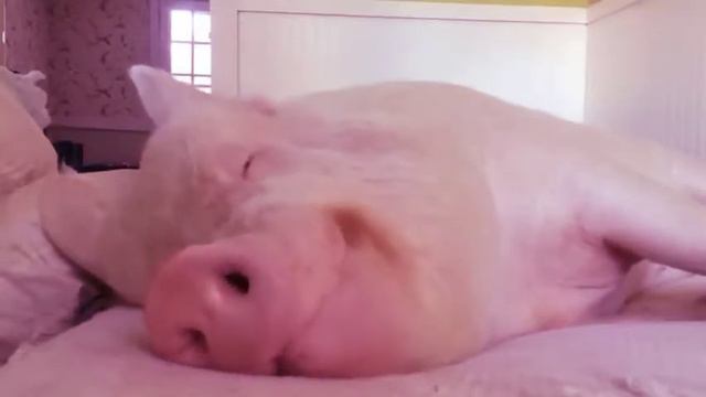 СВИНКА ПЕППА ЕСТ ЛЕДЕНЕЦ/ СВИНКА ПЕППА В РЕАЛЬНОЙ ЖИЗНИ смотреть онлайн