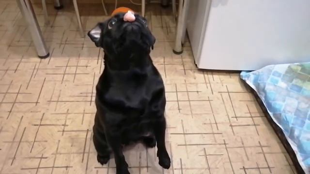 Мопс Сонечка. смотреть онлайн