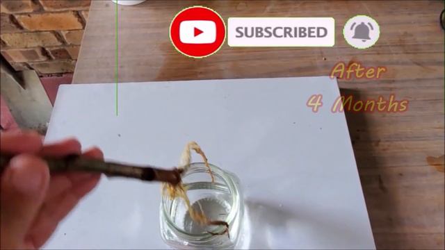 3 Ways To Get Free Rubber Tree: Rubber Plant Propagation Methods In Soil, Water and Air Layering смотреть онлайн