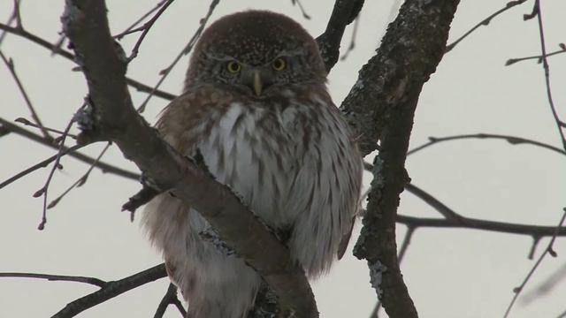 Воробьиный сычик на берёзе. Sparrow owl on a birch tree смотреть онлайн