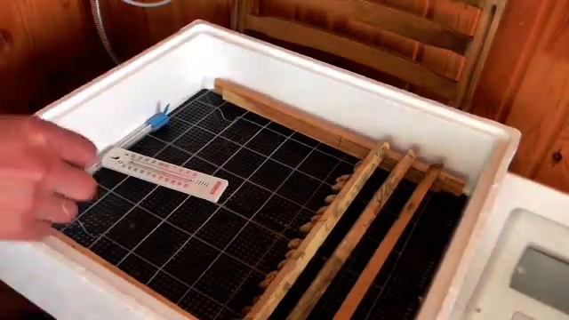 Вывод маток 4/withdrawal of queen bees смотреть онлайн