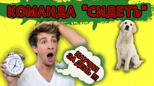 Команда «Сидеть». Как правильно.