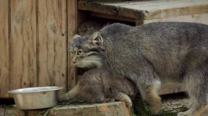 В Новосибирском зоопарке родились манулята!