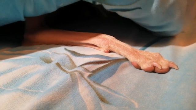 Левретка в домике) смотреть онлайн