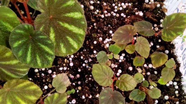 Begonia Versicolor Green