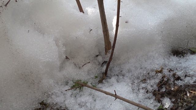 Обрезка метельчатой гортензии. Весенняя обрезка.