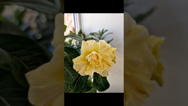 Цветы на балконе 17.09.24