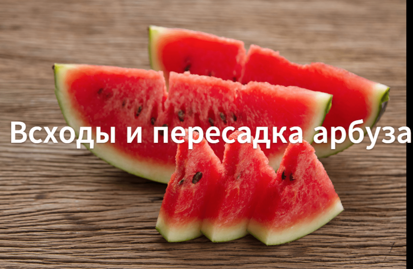 Как пересаживать арбузы.Всходы и пересадка арбузов. смотреть онлайн