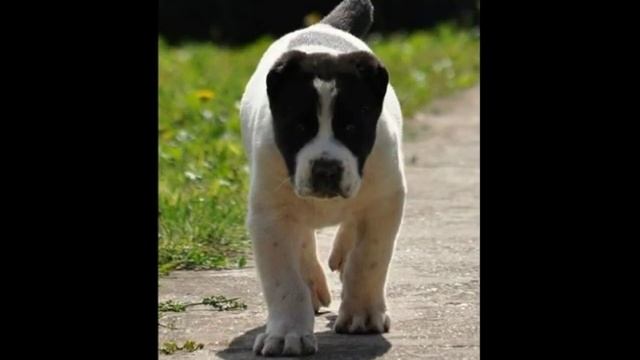 Alabai Puppies - Alabay Yavruları - Щенки Алабая смотреть онлайн
