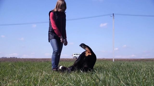 Как воспитывать ротвейлера? смотреть онлайн