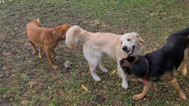 Steve reunited with pack after they've calmed down. смотреть онлайн