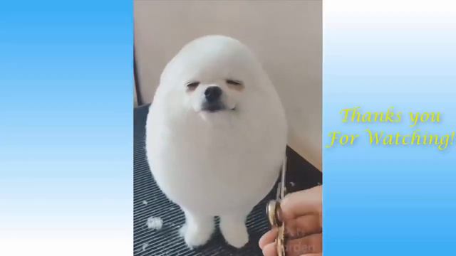 Я ПЛАКАЛ! #22 Подборка приколов домашних животных! Смешные коты #приколы #коты compilation Cute Pet смотреть онлайн