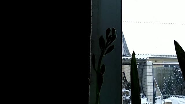 цветение цимбидиума смотреть онлайн