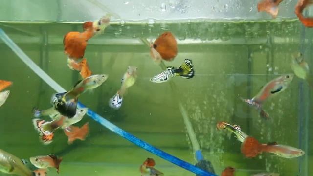 гуппи селекция