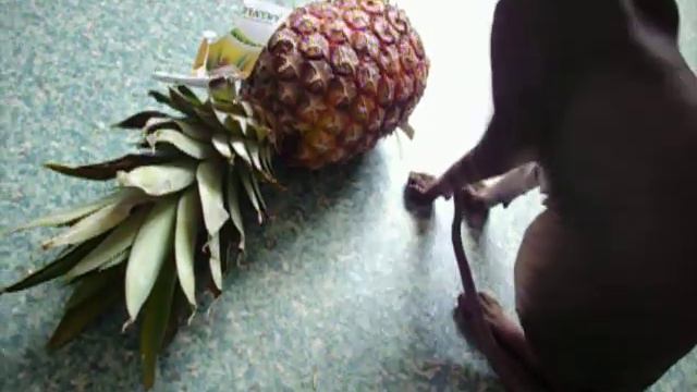 Норка и Ананас=) смотреть онлайн