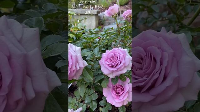 Violet’s Pride Rose смотреть онлайн