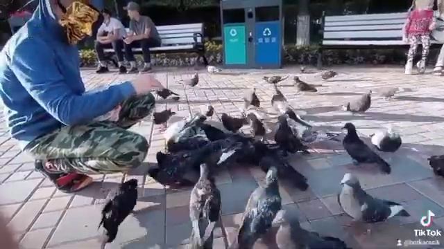 тутор как поймать голубя смотреть онлайн