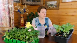 Чем подкормить рассаду помидор и перца: жидкий биогумус | Есть ли эффект от подкормки  биогумусом.