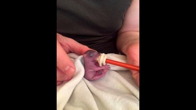 Парень нашел у себя в постели маленького зверька. Спустя месяц его ждал сюрприз! смотреть онлайн
