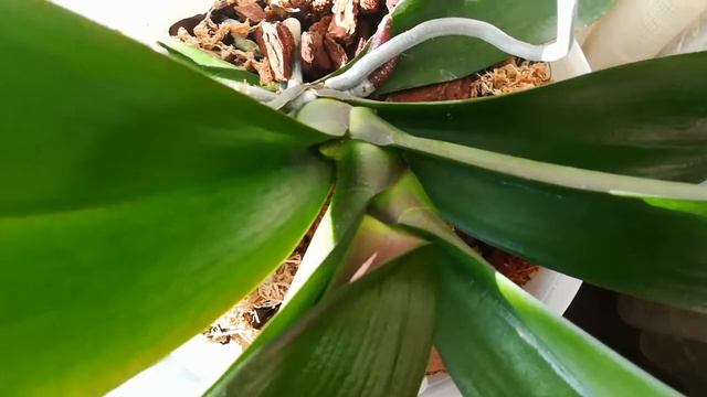 Море цветоносов у моих орхидеи !!! Зацветут все орхидеи🌸 ОРХИДЕИ / ФАЛЕНОПСИС смотреть онлайн