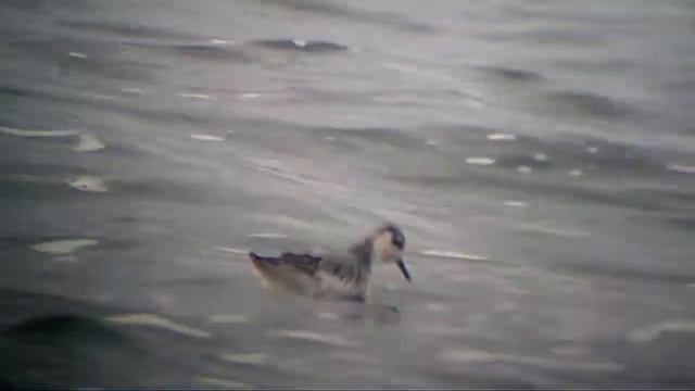 First registration in Belarus Red phalarope Lukomlskae lake 07.11.2013 by Dz.Vincheuski смотреть онлайн