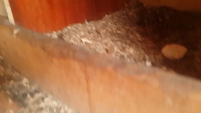 Мои куры Маран Геркулес Дворяне Январь 2022 г часть 1 смотреть онлайн