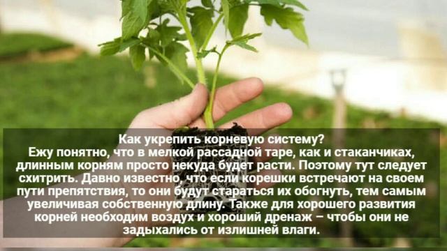 Что добавить в грунт, чтобы рассада с первых дней начала наращивать мощную корневую? смотреть онлайн