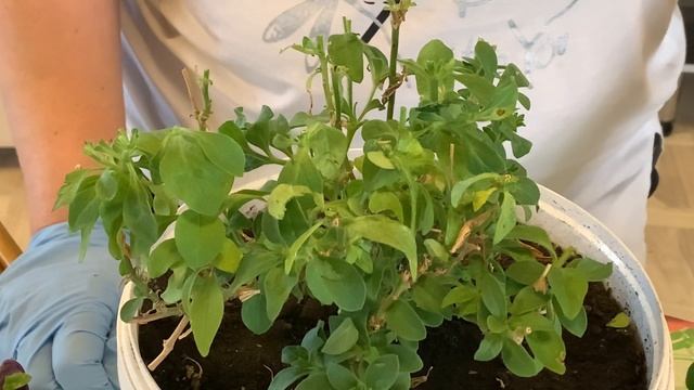 Обрезка ПЕТУНИИ весной, когда и как, просто и наглядно, советы Наталии смотреть онлайн