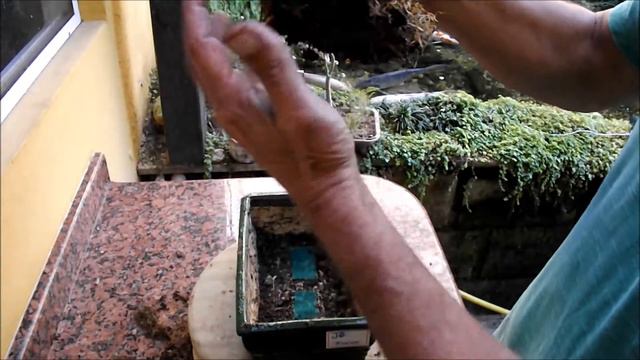ficus ginseng смотреть онлайн
