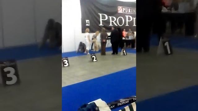 Ринг афганских борзых.Самара.5 мая. смотреть онлайн