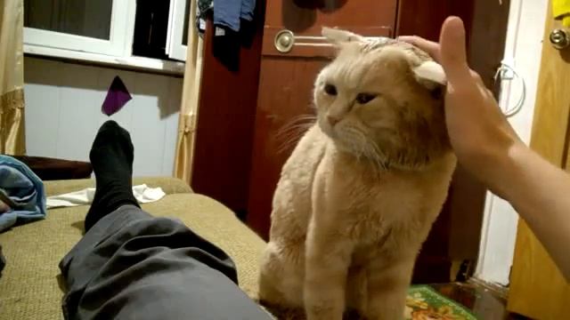 Учимся гладить кота. смотреть онлайн