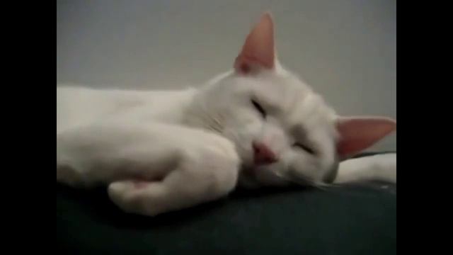 So cat reacts to sneeze //Вот так котик реагирует на чихание смотреть онлайн