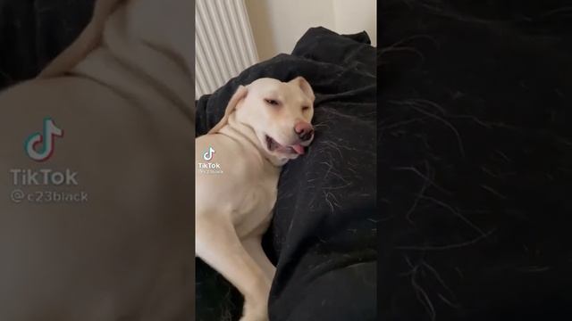 Угадай что снится моей собаке смотреть онлайн