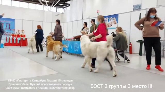 07 февраля 2021 г. Тюмень КРИС (Пастерита Кандрбуль Гархан) САС, ЛК, ЛПП, БЭСТ 2 группы - 3 место ! смотреть онлайн